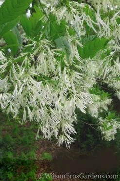 Grancy Graybeard - White Fringe Tree - 3 Gallon Pot -Garden Wisp Sales Store Grancy Graybeard Tree 30 1