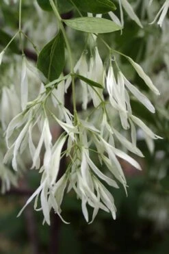 Grancy Graybeard - White Fringe Tree - 1 Gallon Pot 14 Grancy Graybeard - White Fringe Tree - 1 Gallon Pot -Garden Wisp Sales Store Grancy Graybeard Tree 32