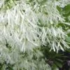 Grancy Graybeard - White Fringe Tree - 7 Gallon Pot (2-3')