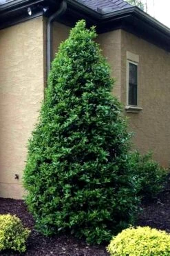 Greenleaf American Holly (Ilex Opaca) - 7 Gallon Pot -Garden Wisp Sales Store Holly Oakland 12