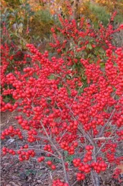 Winter Red Female Winterberry Holly - 1 Gallon Pot -Garden Wisp Sales Store Holly Winter Red 1