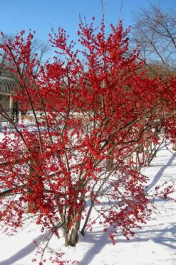Winter Red Female Winterberry Holly - 6 Pack Of 1 Gallon Pots