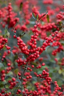 Winter Red Female Winterberry Holly - 1 Gallon Pot -Garden Wisp Sales Store Holly Winter Red 3
