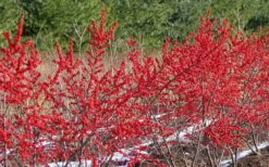 Winter Red Female Winterberry Holly - 6 Pack Of 1 Gallon Pots -Garden Wisp Sales Store Holly Winter Red 4 1