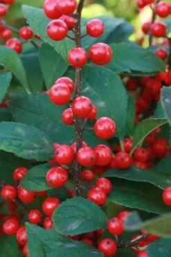 Winter Red Female Winterberry Holly - 6 Pack Of 1 Gallon Pots -Garden Wisp Sales Store Holly Winter Red 5 1