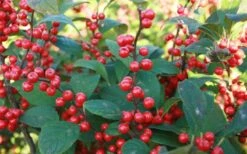 Winter Red Female Winterberry Holly - 6 Pack Of 1 Gallon Pots -Garden Wisp Sales Store Holly Winter Red 7 1