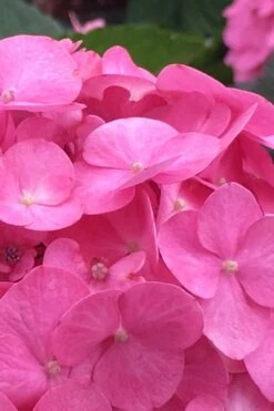 After Midnight Hydrangea - 3 Gallon Pot -Garden Wisp Sales Store Hydrangea After Midnight 1