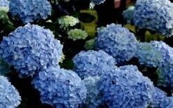 Big Daddy Hydrangea - 7 Gallon Pot -Garden Wisp Sales Store Hydrangea Big Daddy 1