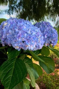 Big Daddy Hydrangea - 1 Gallon Pot -Garden Wisp Sales Store Hydrangea Big Daddy 500x750 3