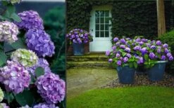 Bloomstruck Endless Summer Hydrangea - 2 Gallon Pot -Garden Wisp Sales Store Hydrangea Bloomstruck 2