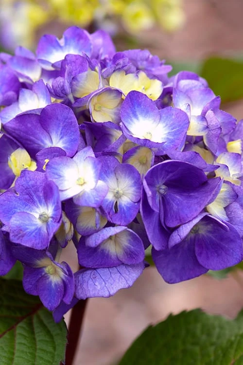 Bloomstruck Endless Summer Hydrangea - 1 Gallon Pot 1 Bloomstruck Endless Summer Hydrangea - 1 Gallon Pot