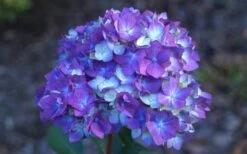 Bloomstruck Endless Summer Hydrangea - 2 Gallon Pot -Garden Wisp Sales Store Hydrangea Bloomstruck Bloom
