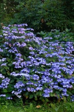Blue Wave Lacecap Hydrangea - 3 Gallon Pot 13 Blue Wave Lacecap Hydrangea - 3 Gallon Pot -Garden Wisp Sales Store Hydrangea Blue Wave 1