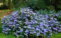 Blue Wave Lacecap Hydrangea - 3 Gallon Pot 12 Blue Wave Lacecap Hydrangea - 3 Gallon Pot -Garden Wisp Sales Store Hydrangea Blue Wave 2