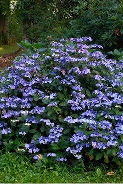 Blue Wave Lacecap Hydrangea - 3 Gallon Pot 11 Blue Wave Lacecap Hydrangea - 3 Gallon Pot -Garden Wisp Sales Store Hydrangea Blue Wave 3