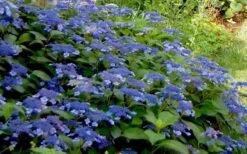 Bluebird Hydrangea - 3 Gallon Pot -Garden Wisp Sales Store Hydrangea Bluebird 3