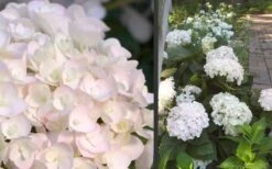 Blushing Bride Endless Summer Hydrangea - 1 Gallon Pot -Garden Wisp Sales Store Hydrangea Blushing Bride 1