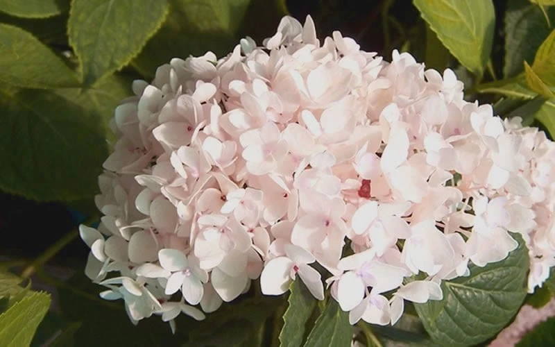 Blushing Bride Endless Summer Hydrangea - 2 Gallon Pot 4 Blushing Bride Endless Summer Hydrangea - 2 Gallon Pot - Image 4