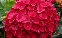 Cardinal Red Hydrangea - 3 Gallon Pot -Garden Wisp Sales Store Hydrangea Cardinal 1