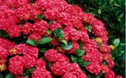 Cardinal Red Hydrangea - 3 Gallon Pot -Garden Wisp Sales Store Hydrangea Cardinal Shrub In Bloom 1