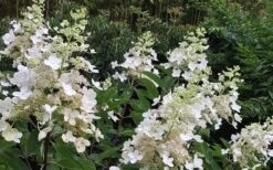 Kyushu Hydrangea - 3 Gallon Pot -Garden Wisp Sales Store Hydrangea Chantilly Lace 1