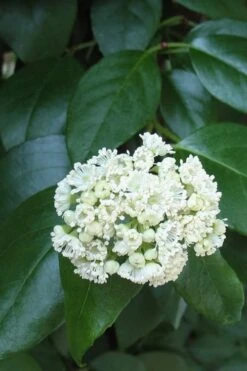 Climbing Hydrangea - Decumaria Barbara - 3 Gallon Pot -Garden Wisp Sales Store Hydrangea Climbing Decumaria Barbara 13