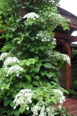 Climbing Hydrangea 'Petiolaris' - 5 Gallon Pot 16 Climbing Hydrangea 'Petiolaris' - 5 Gallon Pot -Garden Wisp Sales Store Hydrangea Climbing Petiolaris 10