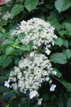 Climbing Hydrangea 'Petiolaris' - 5 Gallon Pot 12 Climbing Hydrangea 'Petiolaris' - 5 Gallon Pot -Garden Wisp Sales Store Hydrangea Climbing Petiolaris 11