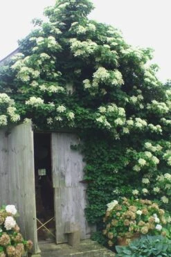 Climbing Hydrangea 'Petiolaris' - 5 Gallon Pot 13 Climbing Hydrangea 'Petiolaris' - 5 Gallon Pot -Garden Wisp Sales Store Hydrangea Climbing Petiolaris 15