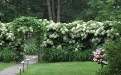 Climbing Hydrangea 'Petiolaris' - 5 Gallon Pot 17 Climbing Hydrangea 'Petiolaris' - 5 Gallon Pot -Garden Wisp Sales Store Hydrangea Climbing Petiolaris 16