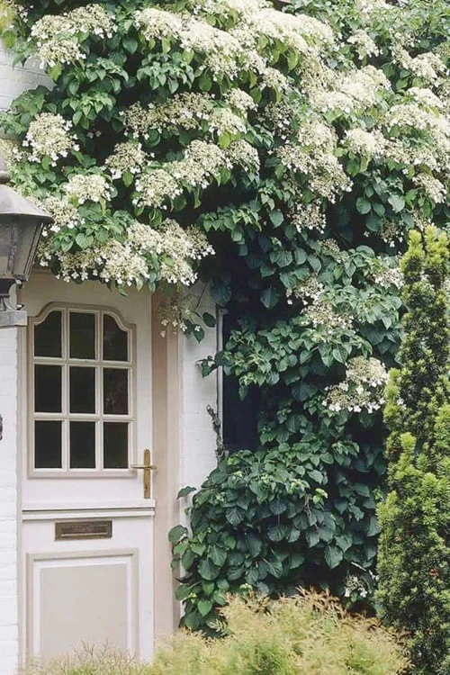 Climbing Hydrangea 'Petiolaris' - 5 Gallon Pot 1 Climbing Hydrangea 'Petiolaris' - 5 Gallon Pot