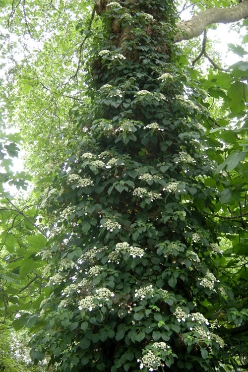 Climbing Hydrangea 'Petiolaris' - 5 Gallon Pot 6 Climbing Hydrangea 'Petiolaris' - 5 Gallon Pot - Image 6