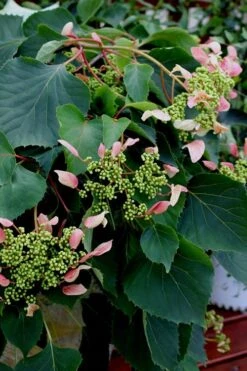 Rose Sensation Pink Climbing Hydrangea Vine - 3 Gallon Pot -Garden Wisp Sales Store Hydrangea Climbing Rose Sensation 2