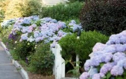 Dear Dolores Hydrangea - 2 Gallon Pot -Garden Wisp Sales Store Hydrangea Dear Dolores Garden Planting 1