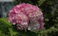 Dear Dolores Hydrangea - 3 Gallon Pot -Garden Wisp Sales Store Hydrangea Dear Dolores Pink