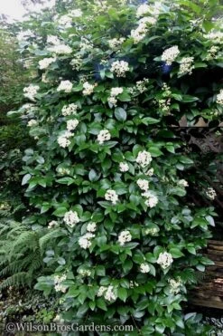 Climbing Hydrangea - Decumaria Barbara - 3 Gallon Pot -Garden Wisp Sales Store Hydrangea Decumaria Barbara 16