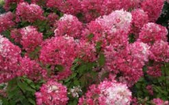 Diamond Rouge Hydrangea - 3 Gallon Pot -Garden Wisp Sales Store Hydrangea Diamond Rouge 7