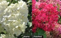 Diamond Rouge Hydrangea - 3 Gallon Pot -Garden Wisp Sales Store Hydrangea Diamond Rouge 8