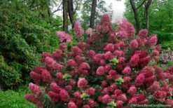 Diamond Rouge Hydrangea - 3 Gallon Pot -Garden Wisp Sales Store Hydrangea Diamond Rouge5