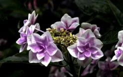 Double Delights Stargazer Hydrangea - 3 Gallon Pot -Garden Wisp Sales Store Hydrangea Double Delights Stargazer 5