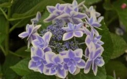 Double Delights Stargazer Hydrangea - 3 Gallon Pot -Garden Wisp Sales Store Hydrangea Double Delights Stargazer 6