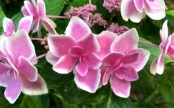 Double Delights Stargazer Hydrangea - 3 Gallon Pot -Garden Wisp Sales Store Hydrangea Double Delights Stargazer 7