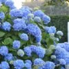 Endless Summer Hydrangea Original - 1 Gallon Pot