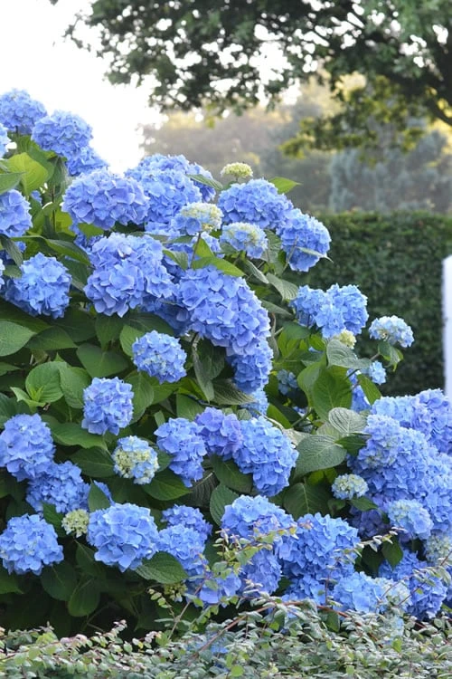 Endless Summer Hydrangea Original - 2 Gallon Pot 1 Endless Summer Hydrangea Original - 2 Gallon Pot