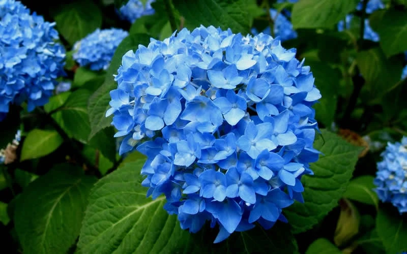 Endless Summer Hydrangea Original - 1 Gallon Pot 7 Endless Summer Hydrangea Original - 1 Gallon Pot - Image 7