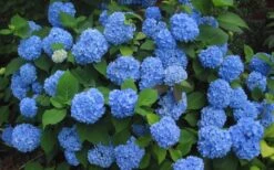 Endless Summer Hydrangea Original - 2 Gallon Pot 11 Endless Summer Hydrangea Original - 2 Gallon Pot -Garden Wisp Sales Store Hydrangea Endless Summer Closeup 3 2