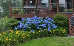 Nantucket Blue Hydrangea - 3 Gallon Pot -Garden Wisp Sales Store Hydrangea Endless Summer Landscape 4