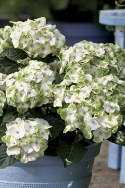 Everlasting Noblesse Hydrangea - 3 Gallon Pot -Garden Wisp Sales Store Hydrangea Everlasting Noblesse 1