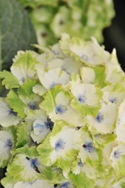 Everlasting Noblesse Hydrangea - 3 Gallon Pot -Garden Wisp Sales Store Hydrangea Everlasting Noblesse 3
