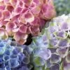 Everlasting Revolution Hydrangea - 1 Gallon Pot